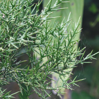 Colletia_spinosissima (Colletia spinosissima)