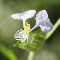 commelina_mascarenica3md