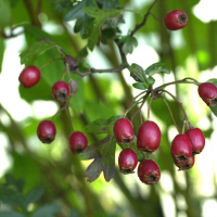 Crataegus_laevigata (Crataegus laevigata)