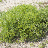 crithmum_maritimum1bmd (Crithmum maritimum)