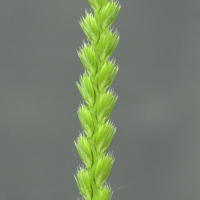 cynosurus_cristatus2md (Cynosurus cristatus)