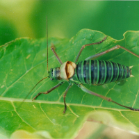 Ephippiger diurnus (Ephippigère des vignes)