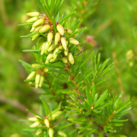 erica_carnea2md (Erica carnea)