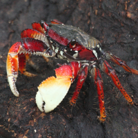 Goniopsis cruentata (Crabe rouge des palétuviers)