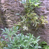 Helleborus lividus ssp. corsicus (Héllebore (Ellebore) de Corse)