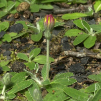 hieracium_pilosella2md