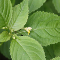 impatiens_parviflora5bd