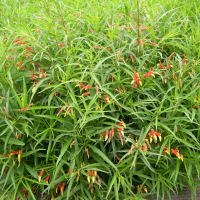 Lobelia laxiflora (Lobélie à fleurs lâches)