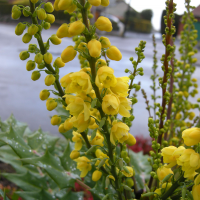 mahonia_x_media6md