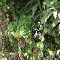 Malvaviscus arboreus (Hibiscus piment, Hibiscus dormeur)