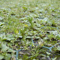 Matricaria discoidea (Camomille odorante)