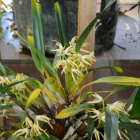 Maxillaria ochroleuca (Maxillaria)