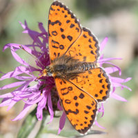 melitaea_didyma2bd