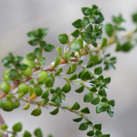 Paronychia polygonifolia (Paronyque à feuilles de renouée)