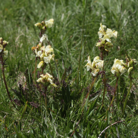 pedicularis_tuberosa4bd