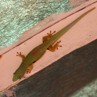 phelsuma_lineata4md