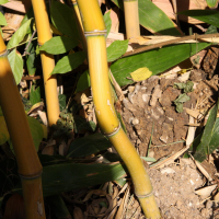 phyllostachys_aureosulcata_aureocaulis2md