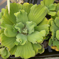 pistia_stratiotes2md