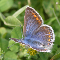 polyommatus_icarus3bbd