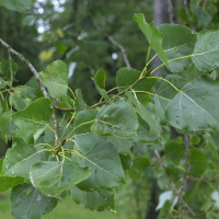 Populus_nigra var. nigra