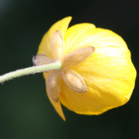 ranunculus_acris4md