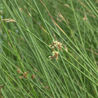 scirpus_lacustris2md