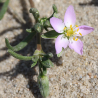 spergularia_marina2md