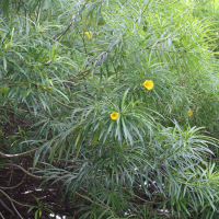 Cascabela thevetia (Thévétie du Pérou, Laurier jaune)
