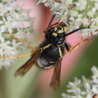 vespula_rufa3md (Vespula rufa)