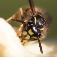 vespula_vulgaris3md (Vespula vulgaris)