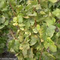 Vitis vinifera (Vigne)