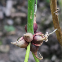 allium_scorodoprasum3md (Allium scorodoprasum)