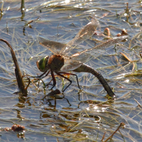 anax_parthenope4md (Anax parthenope)