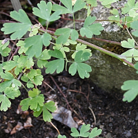 Aquilegia triternata (Ancolie, Chiricahua Mountain columbine)