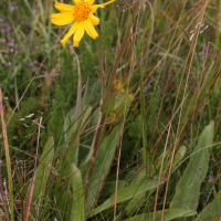 arnica_montana1bmd (Arnica montana)