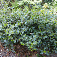 Camellia sinensis (Théier, Thé)