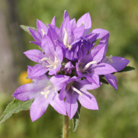 campanula_glomerata2md (Campanula glomerata)