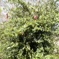 capparis_flexuosa3md (Capparis flexuosa)