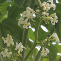 carica_papaya6md (Carica papaya)