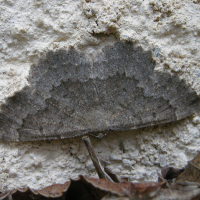 Charissa obscurata (Gnophos obscur)