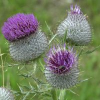 cirsium_eriophorum2md