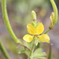 cleome_viscosa9md