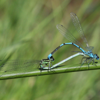 coenagrion_pulchellum5bd (Coenagrion pulchellum)