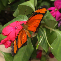 Dryas_iulia (Dryas iulia)