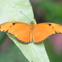 dryas_iulia_martinica3md