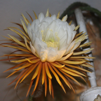 epiphyllum_sp3md