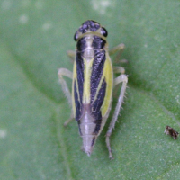 Evacanthus interruptus (Cicadelle)