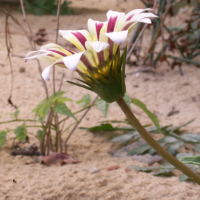 Gazania_sp