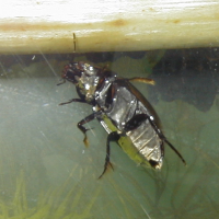 Hydrochara_caraboides