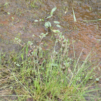 Lythrum portula (Lythrum pourpier, Pourpier des marais, Pourpier  d'eau)